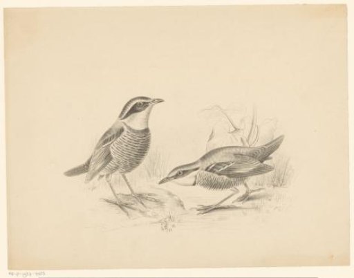 Two birds