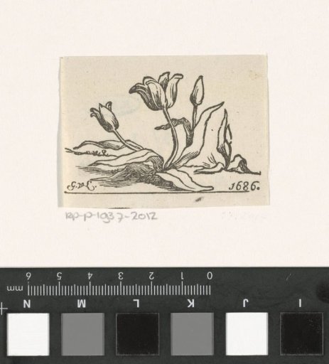 Tulip with Three Flowers