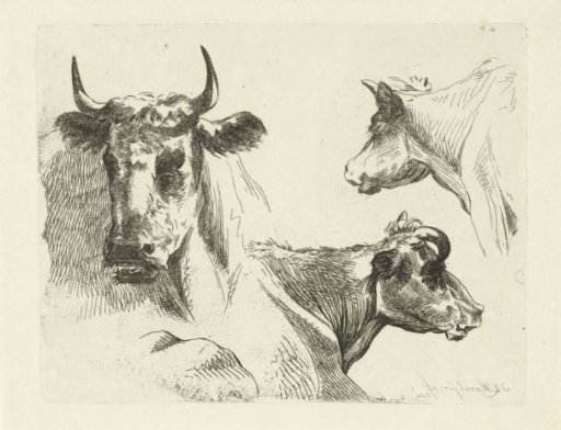Three cow heads