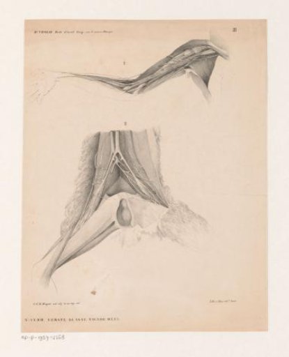 Anatomical studies of a Lorikeet
