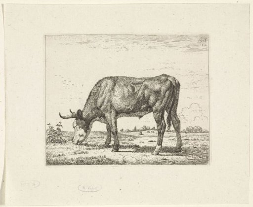 Grazing cow to the left