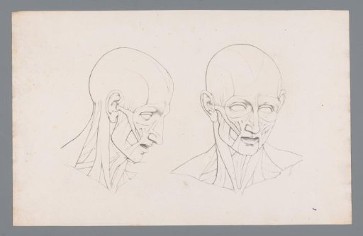Two anatomical studies of a head