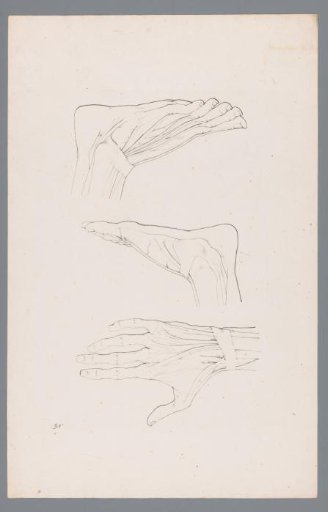 Three anatomical studies of a hand and foot