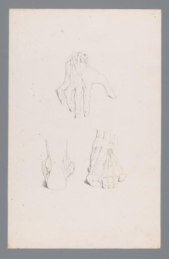 Three anatomical studies of a hand and foot