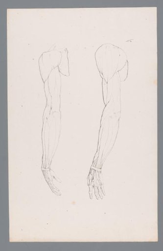 Two anatomical studies of an arm