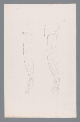 Two anatomical studies of an arm