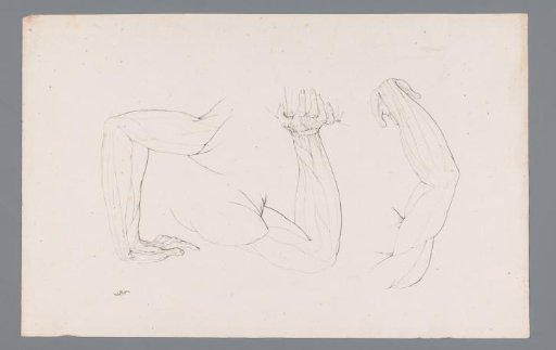 Three anatomical studies of a bent arm