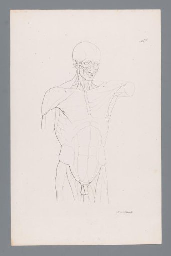 Anatomy of a male upper body