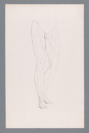 Anatomy of a male lower body