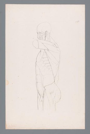 Anatomy of a male upper body
