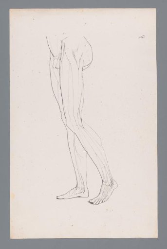 Anatomy of a Male Lower Body
