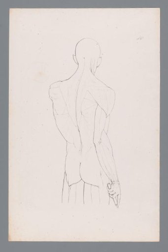 Anatomy of an Upper Body Seen from the Back