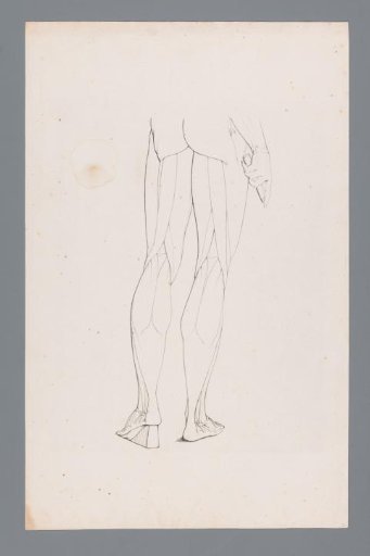 Anatomy of a Lower Body Seen from the Back