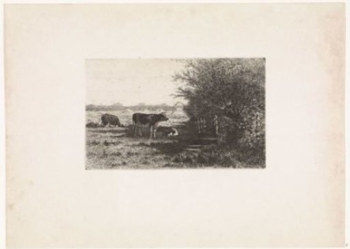 Cows in a meadow
