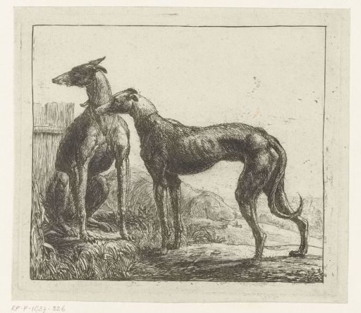 Two Greyhounds