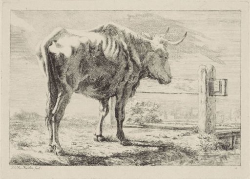 Standing Ox by a Fence