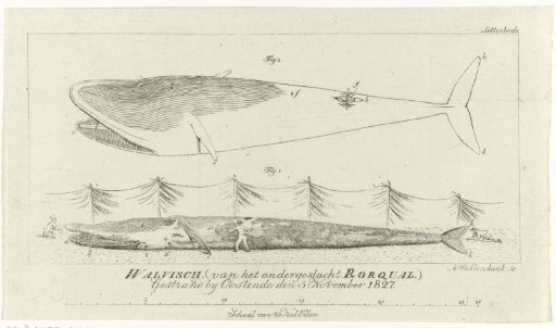 Whale Stranded at Ostend, 1827