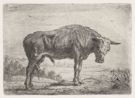 Standing bull
