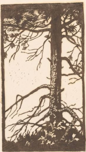 Trunk of a tree