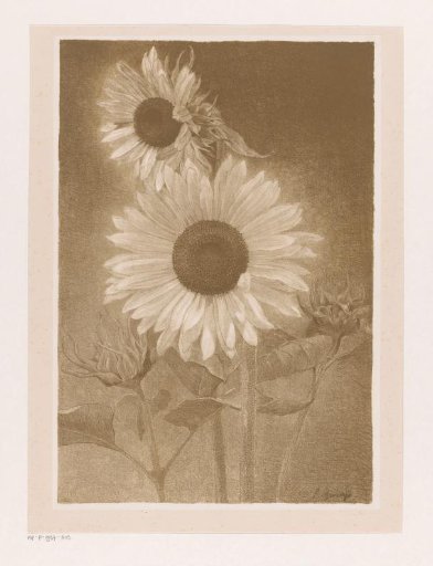 Two Sunflowers