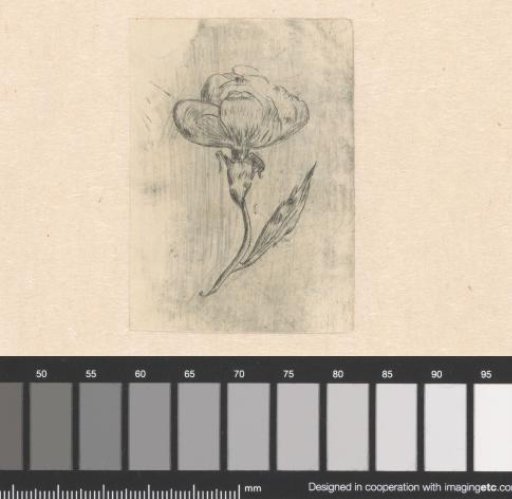 Flower study