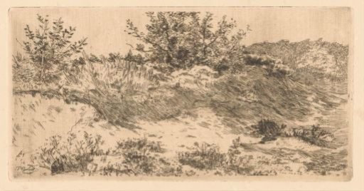 Dune landscape with grasses and shrubs