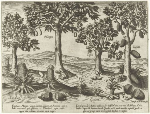 Fruit trees and shrubs from the East Indies