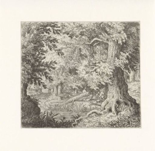 Brook in the forest