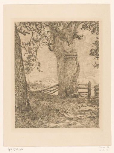 Trees by a fence