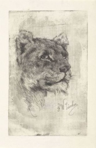 Head of a lioness