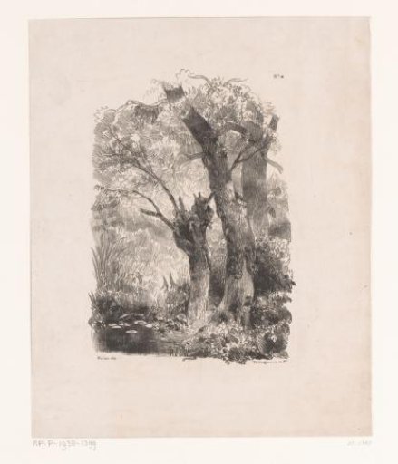 Forest View