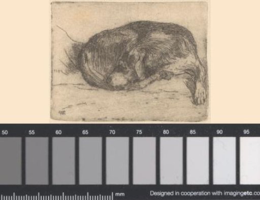 Sleeping Dog