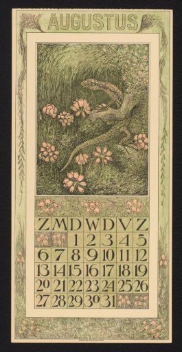 Calendar page for August 1911 with a lizard and heather