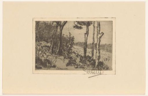 Woodland edge on a hill