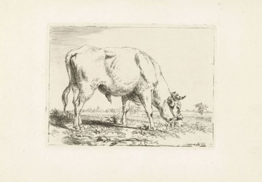 Grazing bull