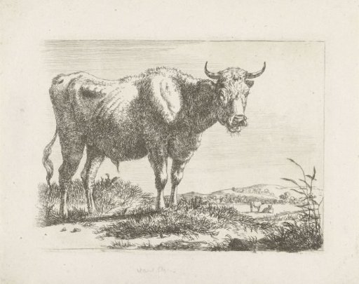 Standing bull