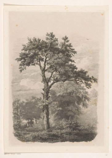 Solitary deciduous tree in a landscape