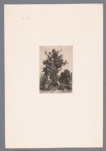 Tree in a landscape