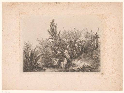 Water sorrel and reeds on the bank