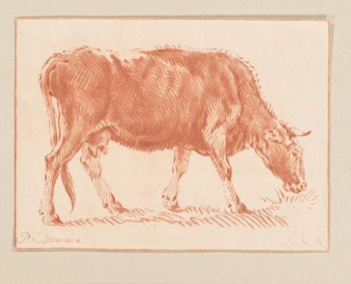 Grazing cow