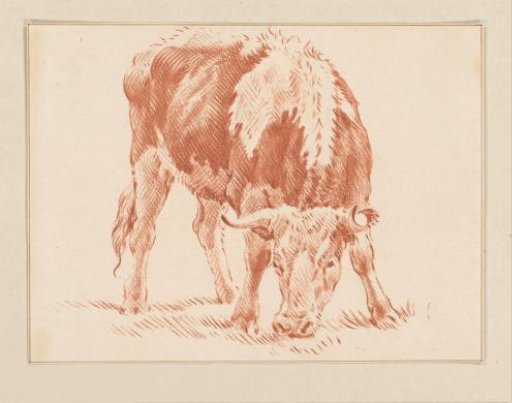 Grazing ox