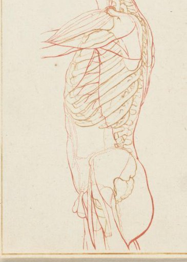 Anatomy of the man