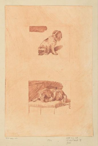 Sitting and lying dog