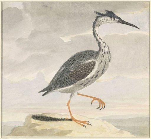 Heron