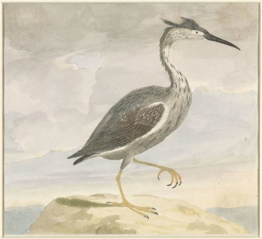 Heron