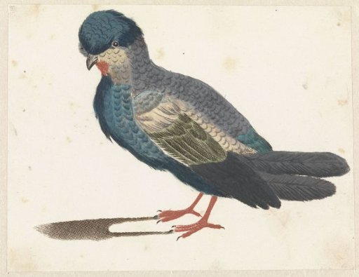Standing Bird Facing Left, Possibly a Pigeon