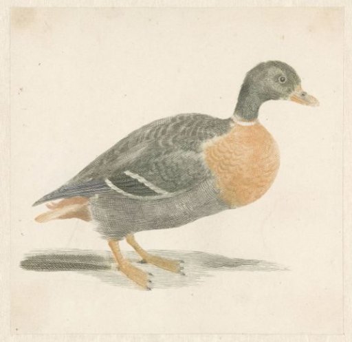 Wild duck to the right