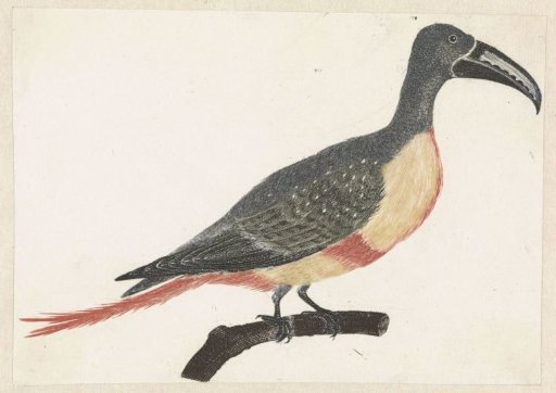 Bird with a Long Curved Beak on a Branch Facing Right