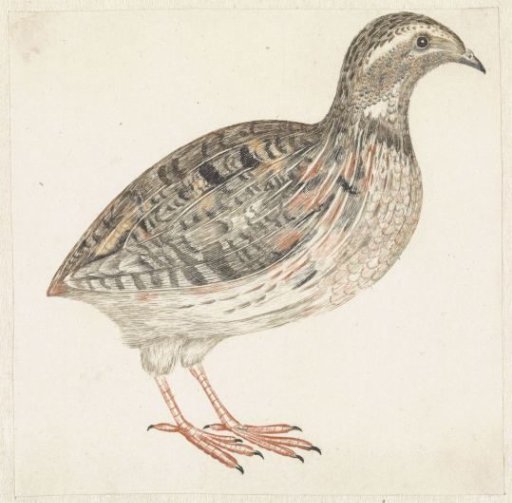 Quail