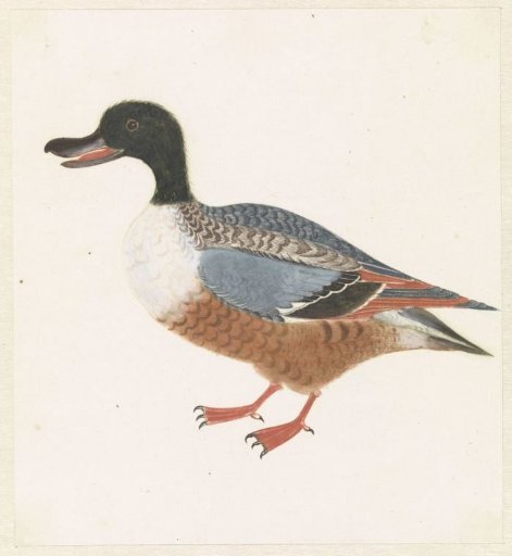 Standing Shelduck Facing Left